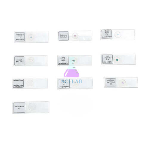 Biological Prepared Slide Kit (10 Slides)
